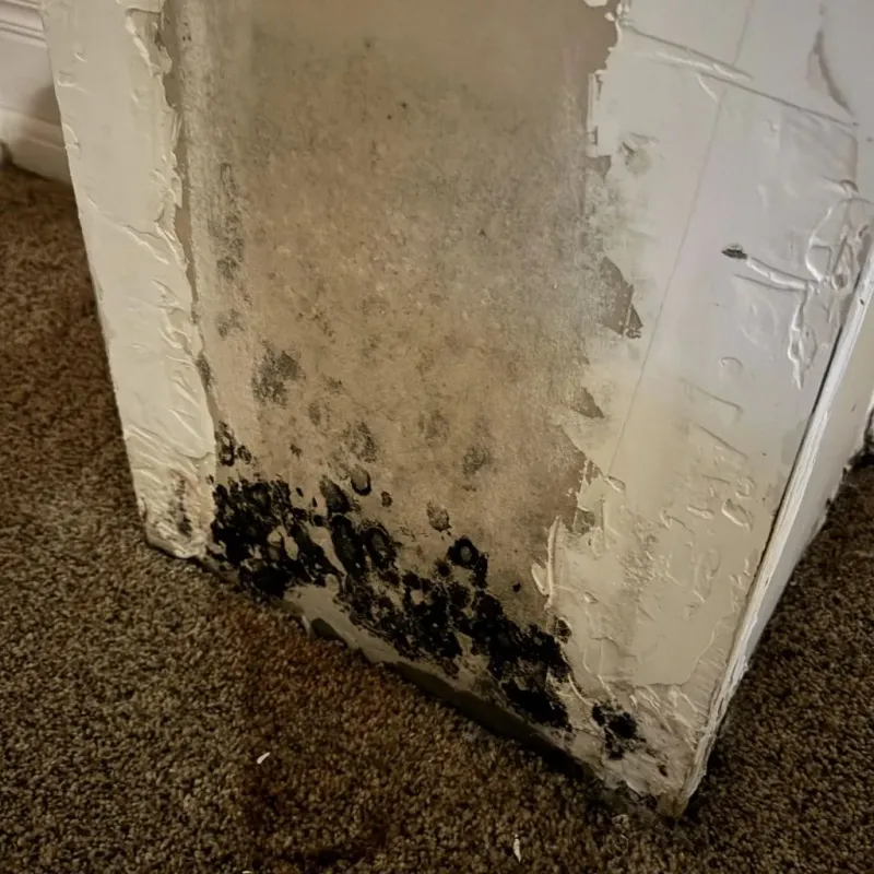 Professional Mold Removal in Mars Hill, NC